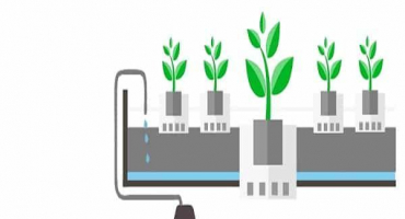Jak pěstovat petržel hydroponicky a jak moc roste